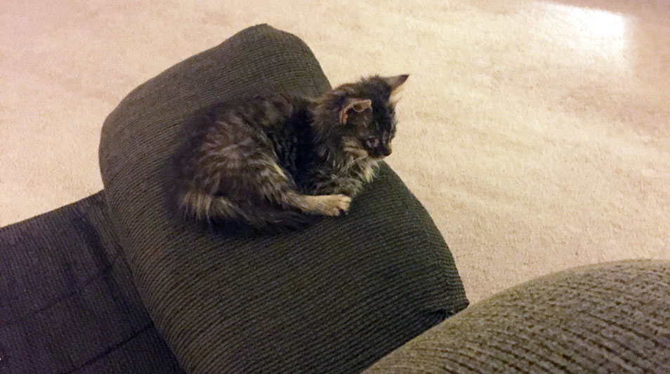 a cat curled up on the couch