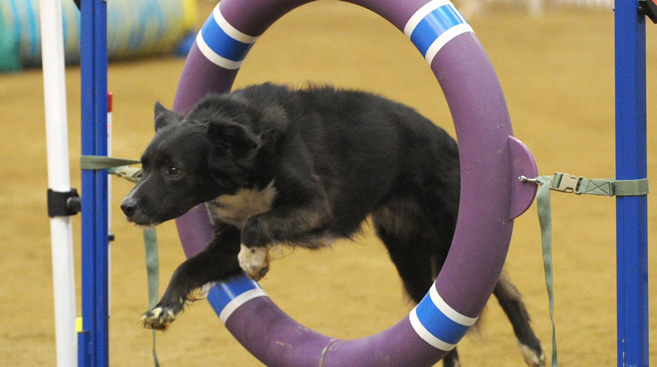a dog jumping through an agility hoop