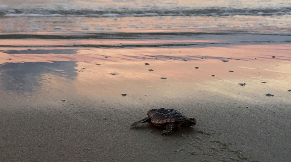 A sea turtle hatchling makes its way to the Atlantic Ocean.