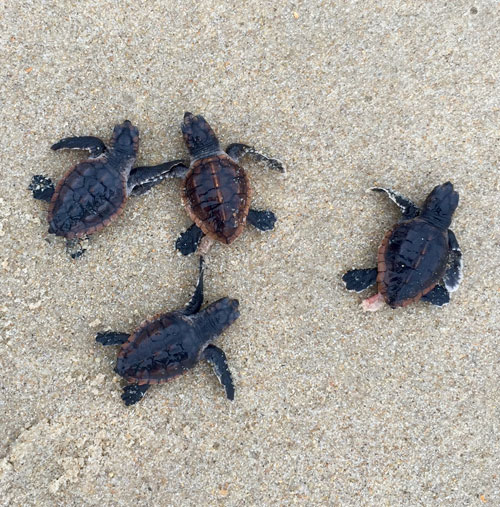 Sea turtle hatchlings emerging from their nest on the beach