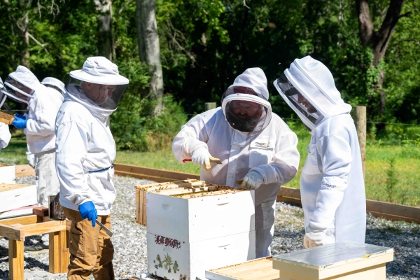 Men in bee suits examining a bee hive