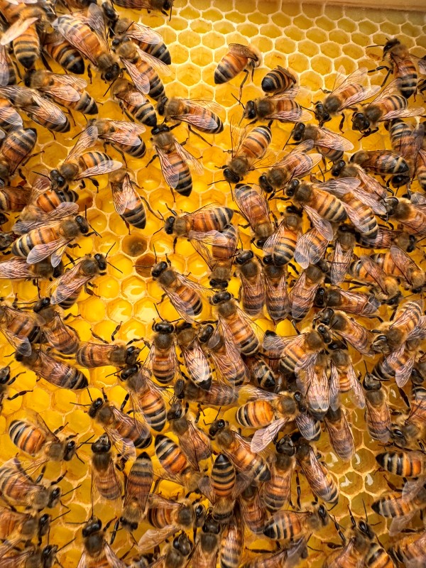 a close-up image of bees in their hive tray