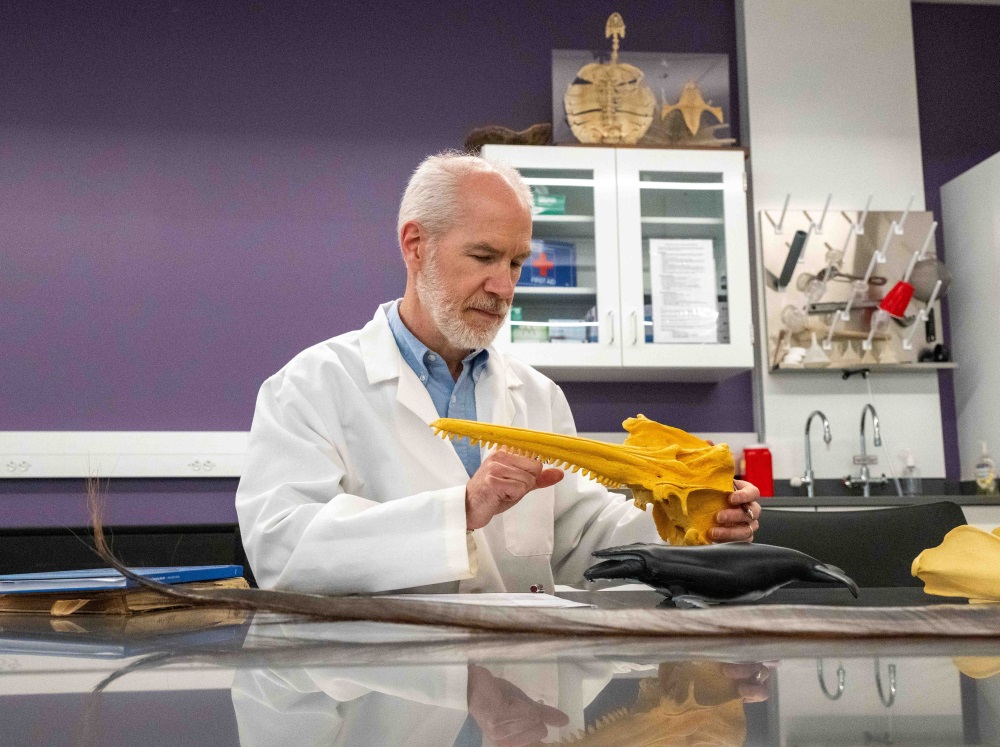 Professor Alex Werth examining a whale skull in his lab