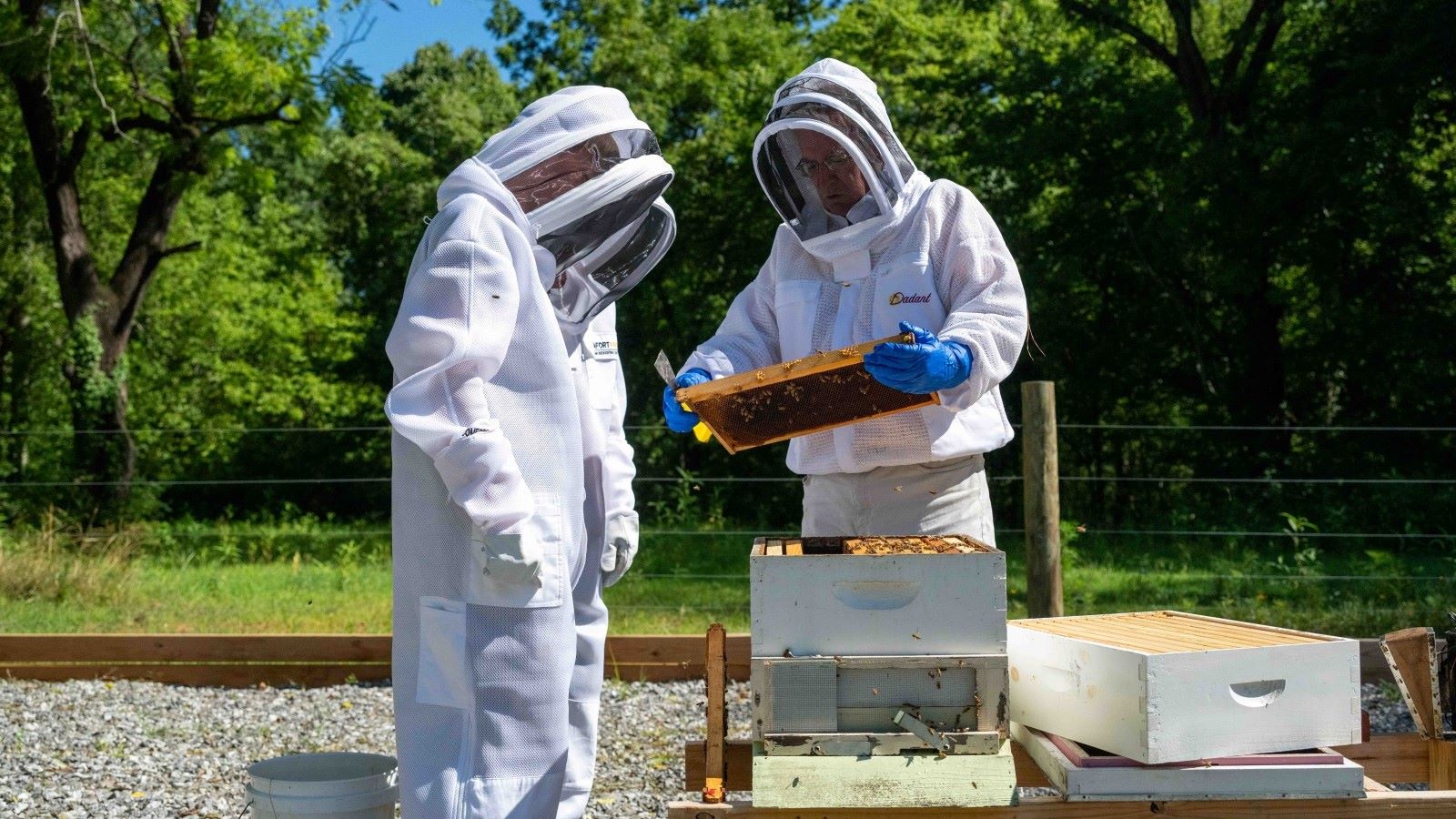 students in bee suits handling bee trays in the apiary