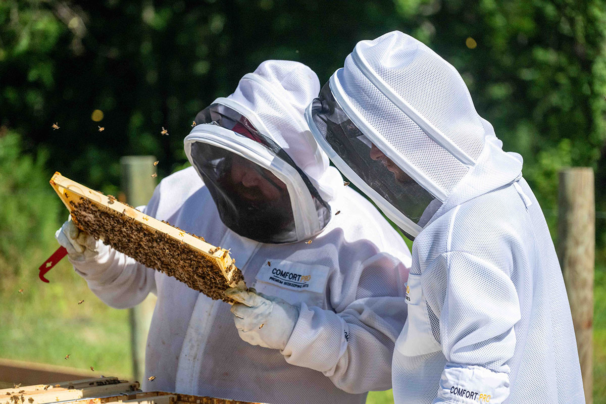 beekeepers in suits examining bee hives
