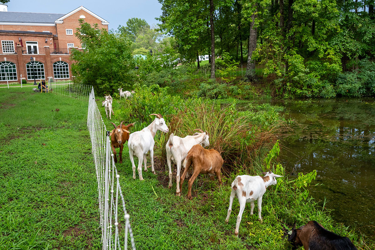 goats eating weeds around Lake Chalgrove