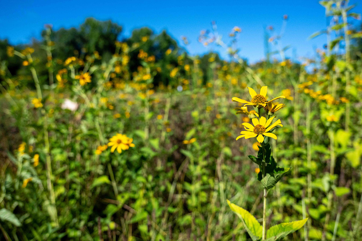 a meadow of wildflowers on a clear day