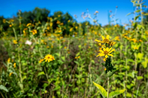 a meadow of wildflowers on a clear day