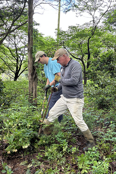 Mike Shelton digging up invasive forest plants