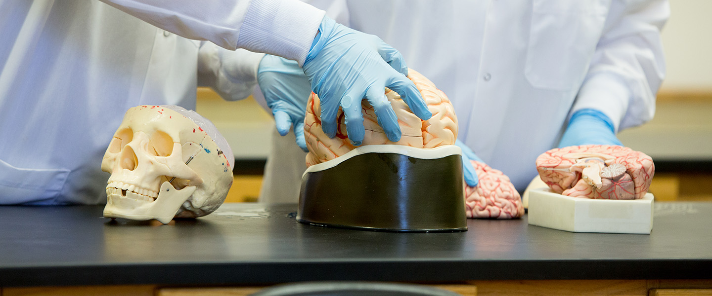 Psychology student handling a model of a brain