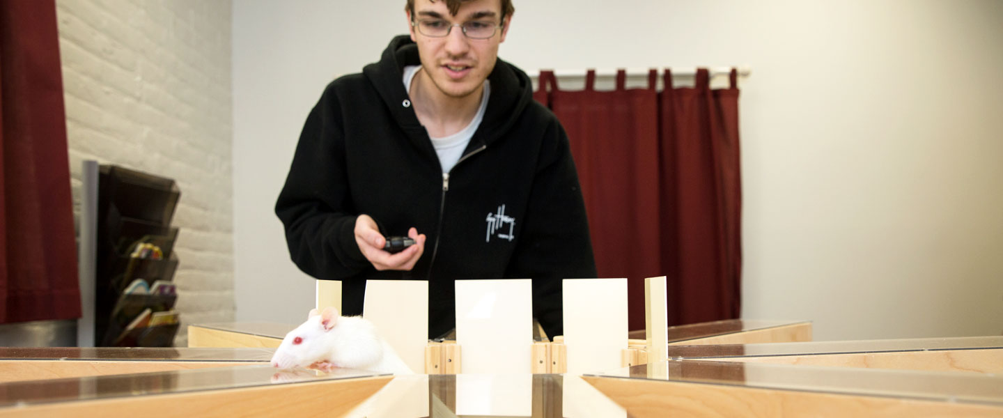 Psychology student observing a rat navigate a maze