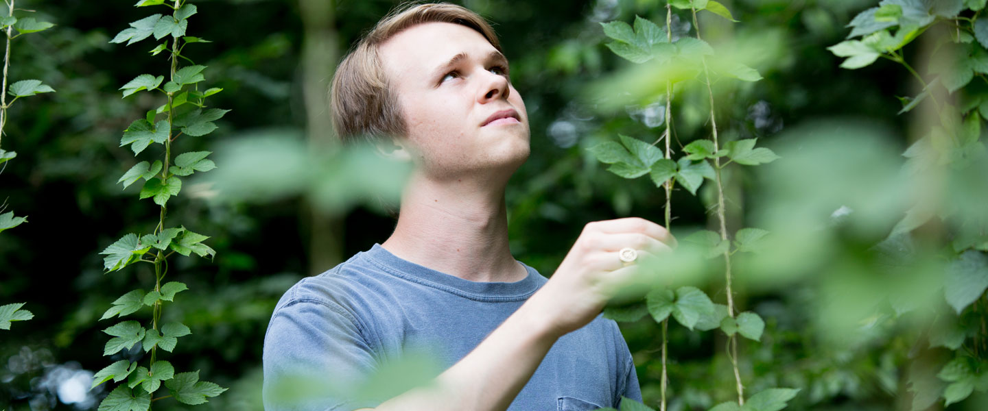 A student examining his hops for research at Hampden-Sydney.