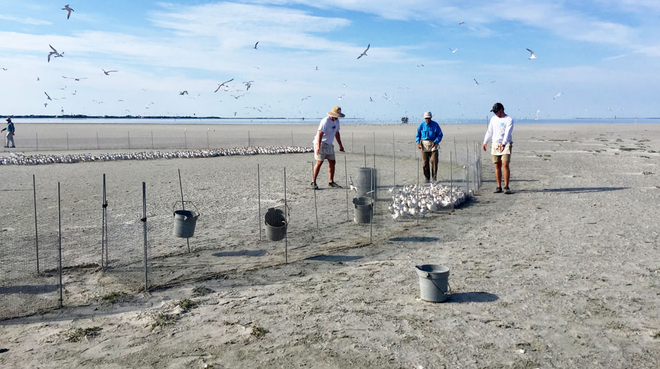 Interns rounding up terns on the beach at Hatteras Island 
