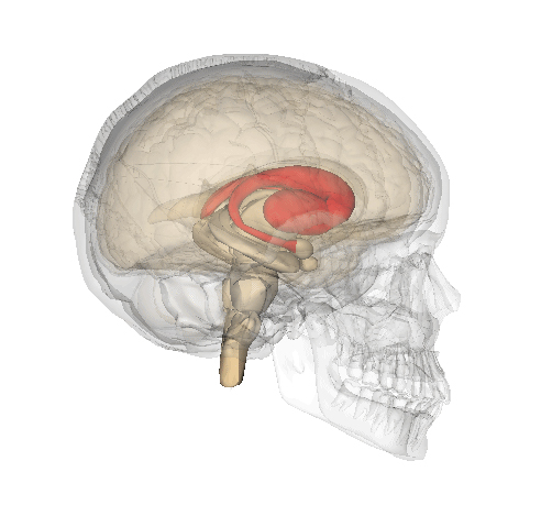 Striatum of the brain