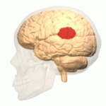 Temporoparietal Junction (TPJ) of the brain