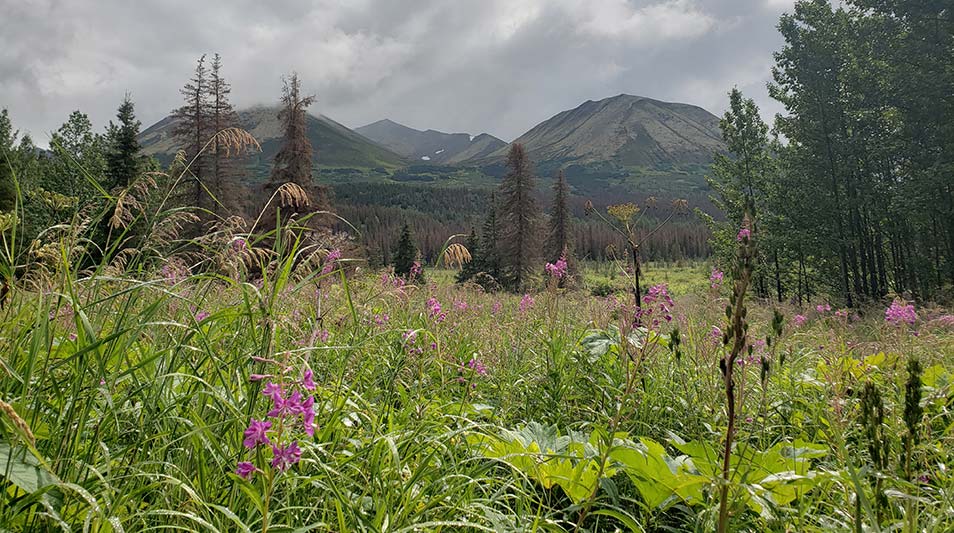 Green meadows in the foreground of a mountain range under cloudy skies