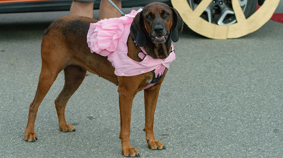 a dog with a Halloween costume on