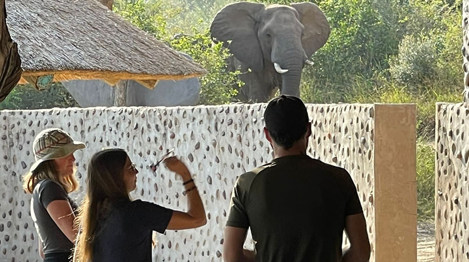 William Gardner looking over a wall at an African elephant