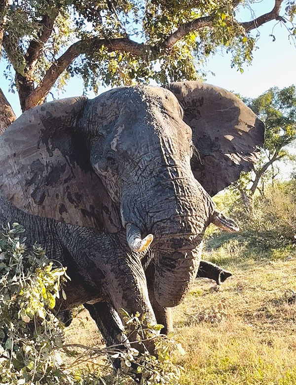 large African elephant charging behind a tree