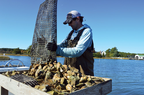 Chris Buck Oysterman harvesting oysters