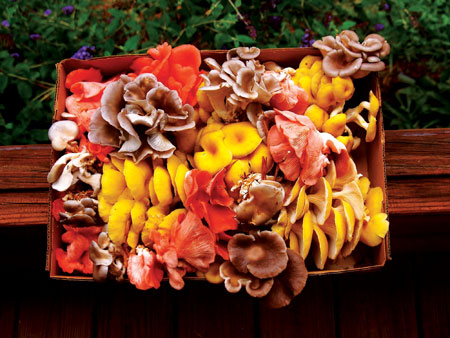 colorful box of mushrooms