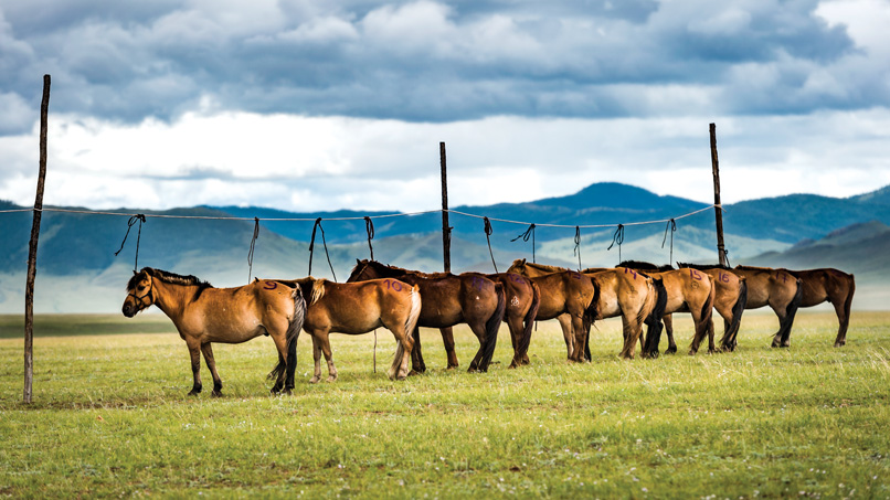 Mongol horserace ponies lined up