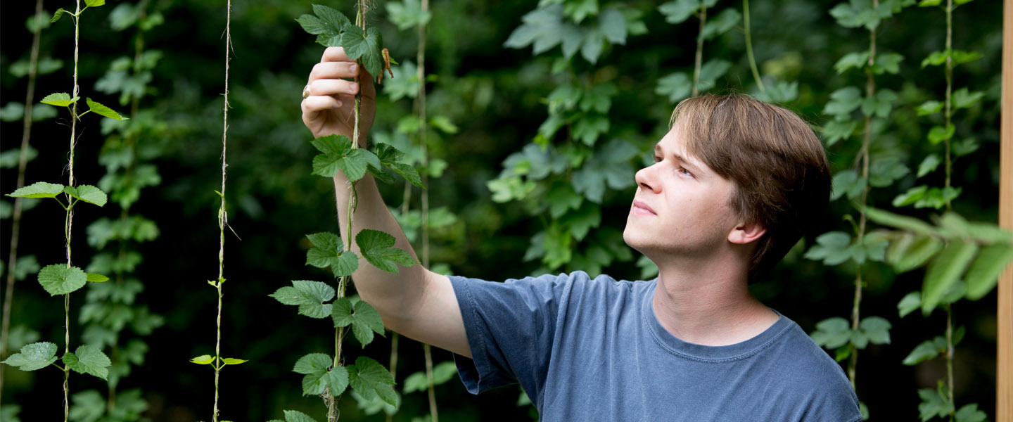 Sean Walden '18 inspects hops plants.