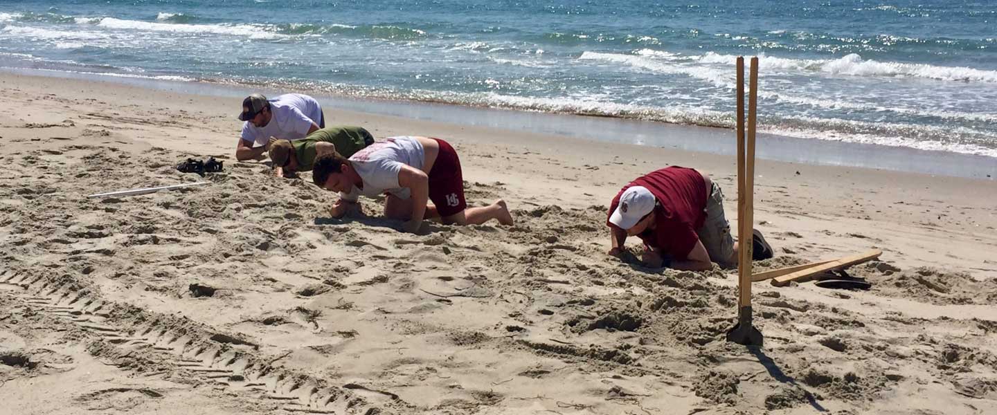 Student interns digging on the beach at the Hatteras Island Ocean Center 