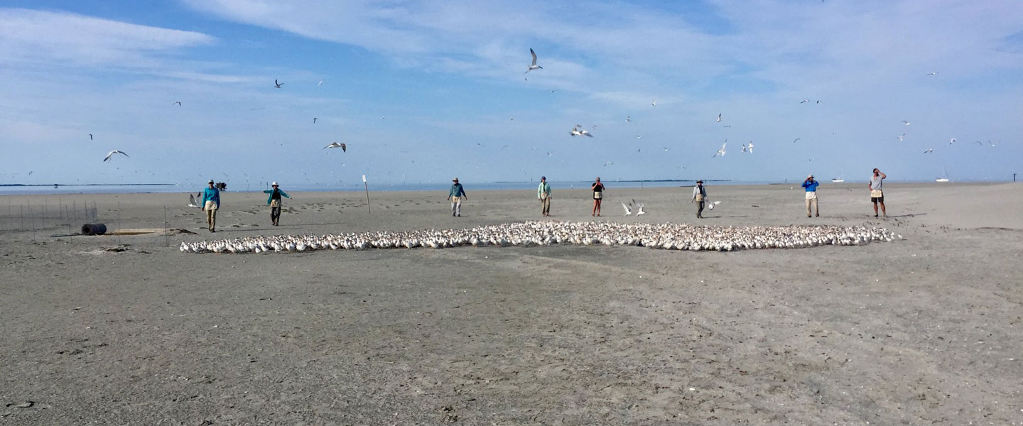 Student interns catching Terns on the beach at the Hatteras Island Ocean Center 